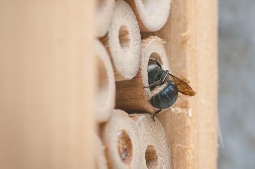 Osmia sp.